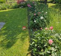 The garden of a family house in Pezinok on Slnečná Street with flowers and vines.