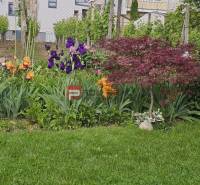 A flower garden with irises and a tree in the garden of a family house on Slnečná Street in Pezinok.