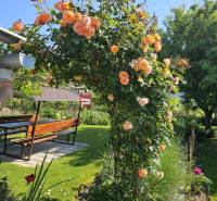Blooming pink pergola with seating in the garden of a family house on Slnečná Street in Pezinok.