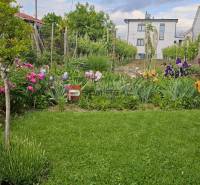 Flower garden and vineyard behind the family house on Slnečná Street in Pezinok.
