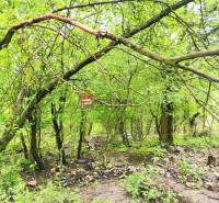 A dense forest full of greenery, the trees in the garden create a natural atmosphere of nature.