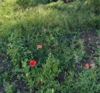 Wildflowers and greenery in the gardens on Cemetery Street in Kráľová pri Senci.