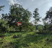 In the picture, there is a garden with many trees and lush vegetation.