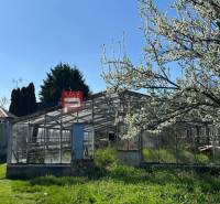 A greenhouse next to a blooming tree in the yard of a family house in the center.