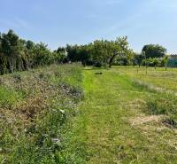 Greenery and tall grass on residential plots in Dolný Bar.