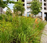 Vegetation zone with flowers and trees near the building on Čulenova Street, Bratislava - Staré Mesto.