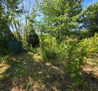 The garden of the cottage in Nemce with fruit bushes and trees amidst greenery.