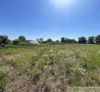 Sunny plot in Nové Zámky near a family house, a vast meadow with wildflowers.