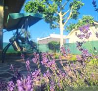 Lavender in the garden of a family house in Komárno, with a tree and a swing bench in the background.