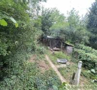 An overgrown garden at a family house in Branč, surrounded by dense trees and bushes.