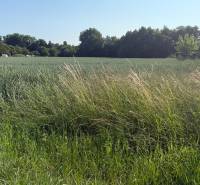 The land in Bojná with greenery and trees, suitable for residential plots.