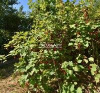 A currant bush in a garden in Nová Baňa, surrounded by green leaves.