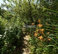 A garden path in Nová Baňa surrounded by dense vegetation and orange flowers.