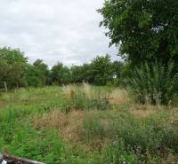 Overgrown plot near a family house in Leh. Meadow with bushes and trees.