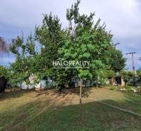 A garden in Nitra with dense greenery and fencing, a peaceful place for relaxation.