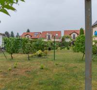 The garden of a family house in Rovinka with vines and a lawn, with rooftops of houses in the background.