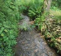Dense forest near the creek in the vicinity of the cabin at Ružín, Malá Lodina.