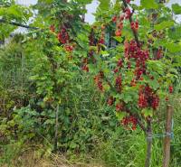 Currant bush with ripe fruits in the gardens on Sereďská Street in Trnava.