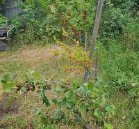 Gardens on Sereďská Street in Trnava with fruit bushes and green vegetation.