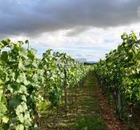 A vineyard near the cottage in Bátorové Kosihy with dense rows of green vines under a cloudy sky.