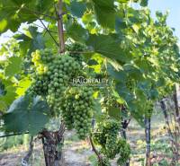 Vine with grapes in Bátorove Kosihy near the cottage in the vineyard.