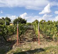 Vineyard near the cottage in Bátorové Kosihy with a blue sky and lush vines.