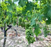A vineyard in Bátorové Kosihy with rich clusters of green grapes.