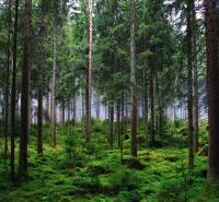 Forest stands in Kameňany, with lush greenery and dense trees on agricultural and forest lands.