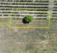 Land for living, vineyards, and a tree in Bratislava - Rača, viewed from above.