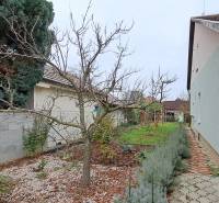 A garden next to a family house in Levice with a fence and a leafless tree.