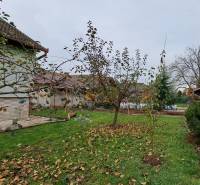The garden of a family house in Levice with a lawn, trees, and a pool in the background.