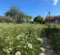 A flower meadow with a blue sky on Veľkoblahovská Street in Dunajská Streda.