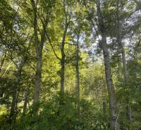 The forest in the area of Veľké Blahovo is surrounded by trees and lush vegetation.