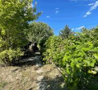 The garden of a family house in Veľké Blahovo with lush vegetation and a blue sky.