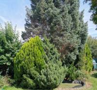A beautiful garden with green shrubs and trees by a family house in Topoľčianky.