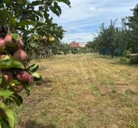 Fruit trees on the plots - living in Zlaté Moravce with a view of the house.