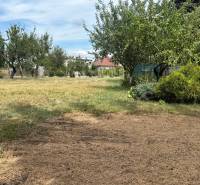 Trees and shrubs on a plot in Zlaté Moravce, ideal for living.