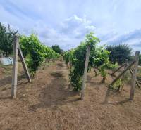 Vineyards in the gardens of Moča with rows of grapevines and concrete posts under a cloudy sky.