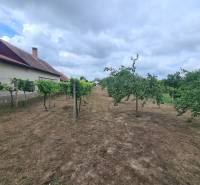 In the gardens in Moča, there are fruit trees and a vineyard with a residential house.