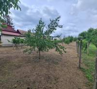A garden in Moča with fruit trees, buildings in the background, and a cloudy sky.