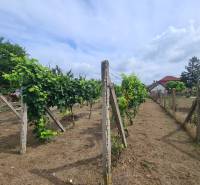 In the Gardens of Moče, there are vineyards with grapevines, fenced, and there are also houses.