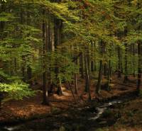 Forest landscape by the stream, Agricultural and forest land in Sučany, autumn.