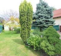 The garden of a family house in Bratislava-Ružinov on Nové Záhrady VII with coniferous trees.