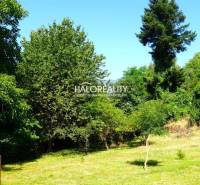 Greenery and trees on residential plots in Pernek.