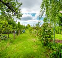 A garden full of greenery and fruit trees at a family house in the village of Ladce on Pavla Koyša.