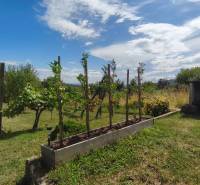 A garden with tomatoes and vines near the cottage on Strhárska Street in Modrý Kameň.
