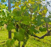 Grapevine growing on a sunny plot on Strhárska Street in Modrý Kameň.
