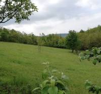 A vast green grassy plot with fruit trees surrounded by forest.