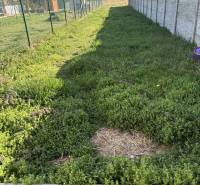 The garden of a family house on Platanova Street in Miloslavov with grass and fencing.