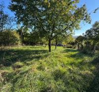 A grassy plot with a sprawling tree near a cottage in Veľké Turovce.